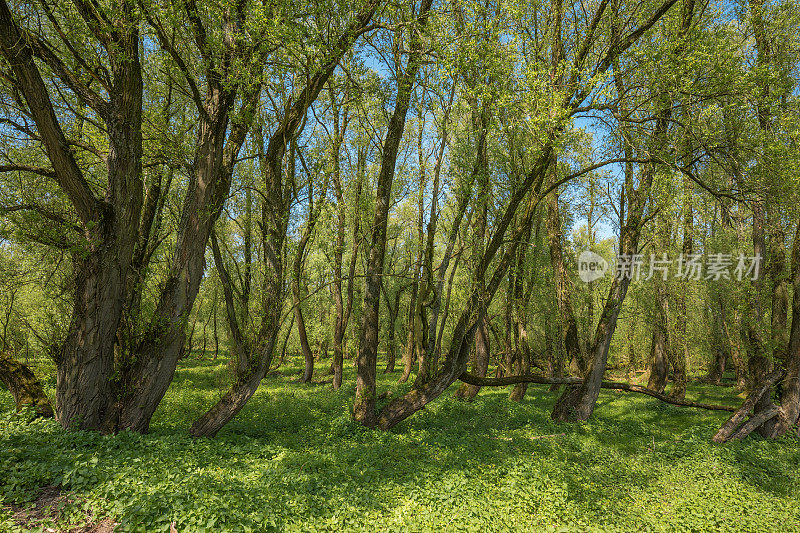 荷兰millingerward的Green Forrest / Woodland